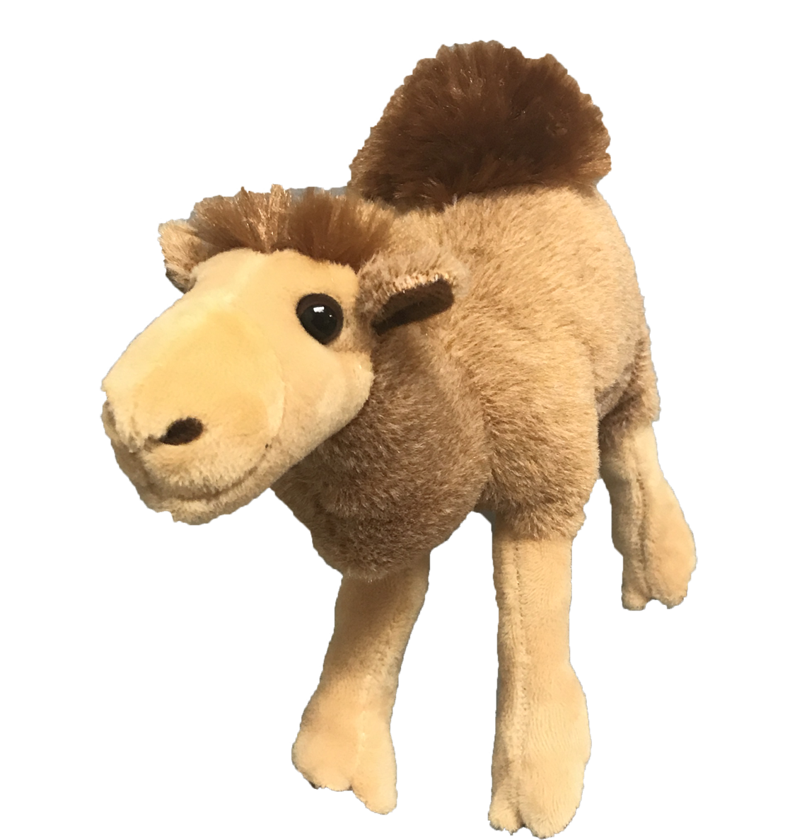 Cameron Camel