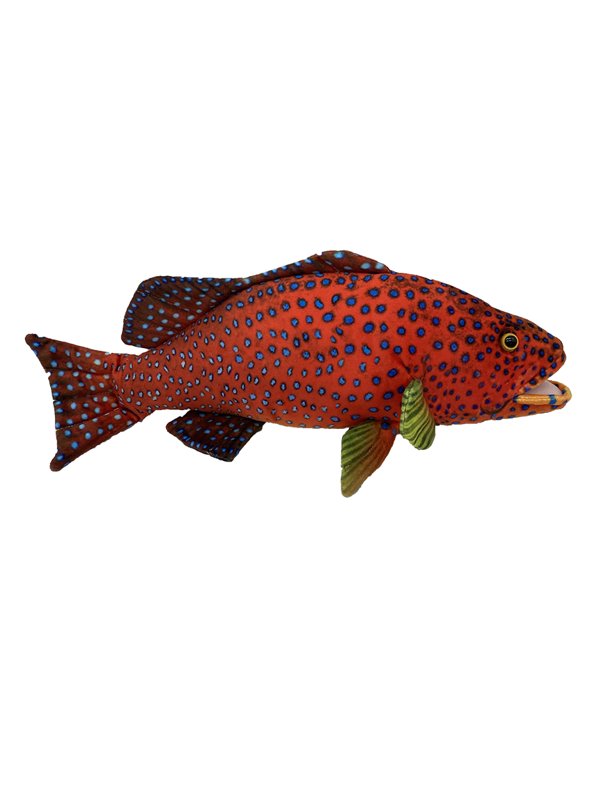 Corine Coral Trout