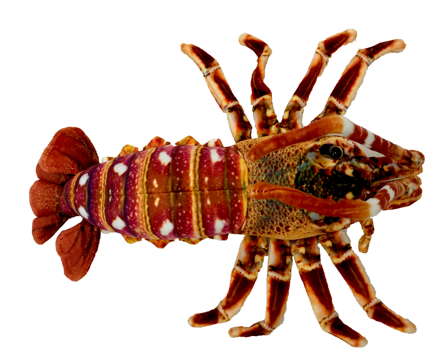 Corney Crayfish