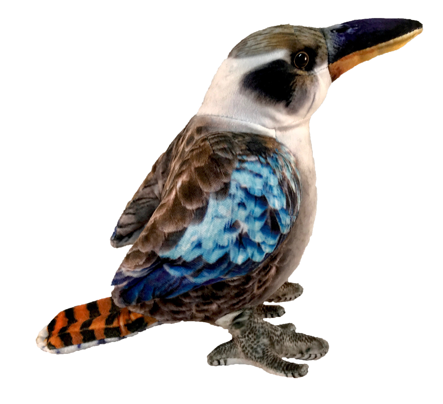 Kingsley Kookaburra